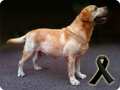 Angus Jr - Ph Ch Brighton's Big Mac