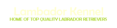 Lambador Kennel | Home of Top Quality Labrador Retrievers