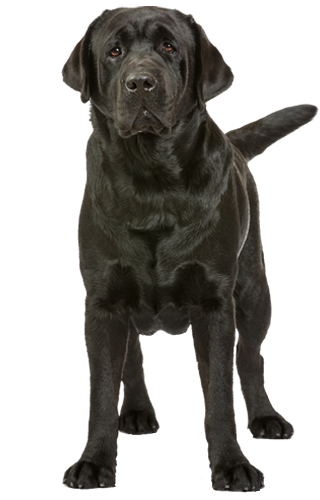 Royce - Ph Gr Ch Special Edition's Abdullah